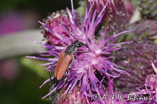 Zmorsznik kropkowany, sosnowy, Anastrangalia sanguinolenta, Leptura sanguinolenta, Corymbia sanguinolenta, samica