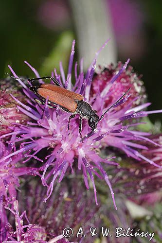 Zmorsznik kropkowany, sosnowy, Anastrangalia sanguinolenta, Leptura sanguinolenta, Corymbia sanguinolenta, samica