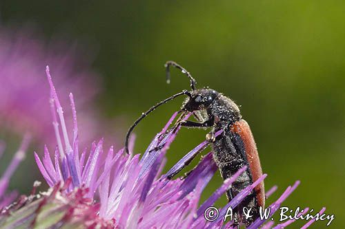 Zmorsznik kropkowany, sosnowy, Anastrangalia sanguinolenta, Leptura sanguinolenta, Corymbia sanguinolenta, samica