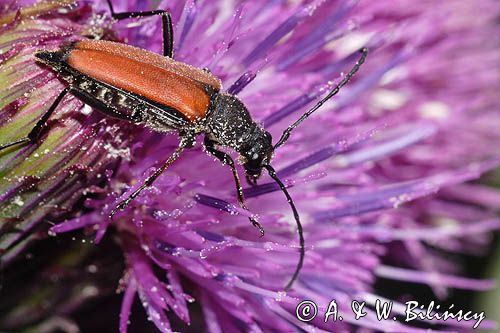 Zmorsznik kropkowany, sosnowy, Anastrangalia sanguinolenta, Leptura sanguinolenta, Corymbia sanguinolenta, samica