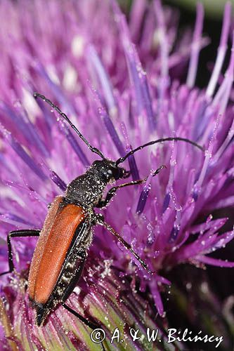 Zmorsznik kropkowany, sosnowy, Anastrangalia sanguinolenta, Leptura sanguinolenta, Corymbia sanguinolenta, samica