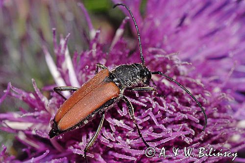 Zmorsznik kropkowany, sosnowy, Anastrangalia sanguinolenta, Leptura sanguinolenta, Corymbia sanguinolenta, samica