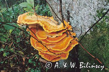 żółciak siarkowy Laetiporus sulphureus)