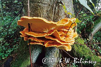 żółciak siarkowy Laetiporus sulphureus)