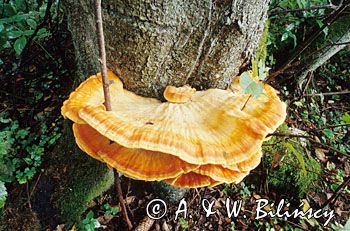 żółciak siarkowy Laetiporus sulphureus)