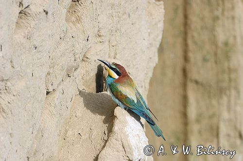 żołna Merops apiaster