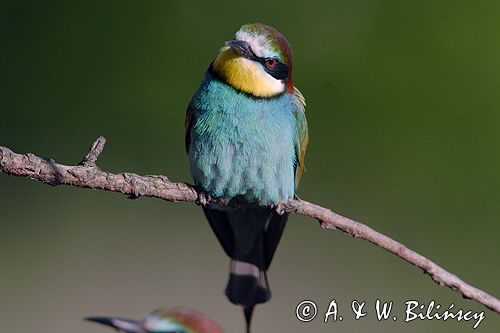 żołna Merops apiaster
