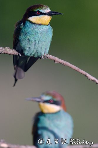 żołna Merops apiaster żołna Merops