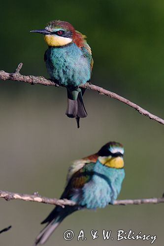 żołna Merops apiaster