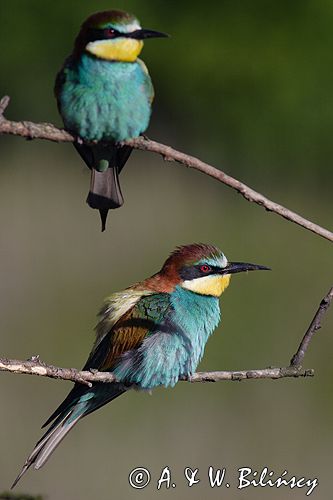 żołna Merops apiaster
