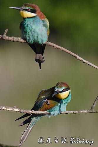 żołna Merops apiaster