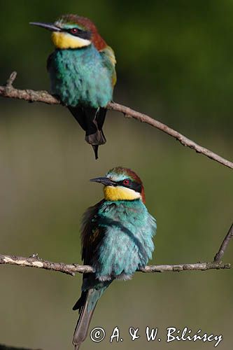 żołna Merops apiaster