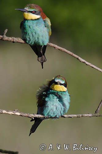 żołna Merops apiaster