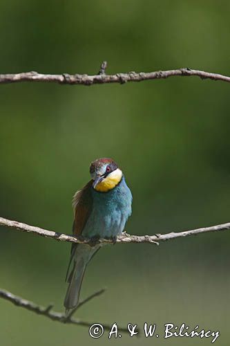 żołna Merops apiaster