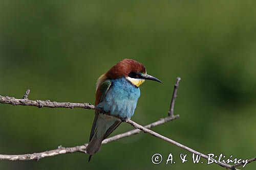 żołna Merops apiaster