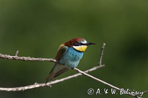 żołna Merops apiaster