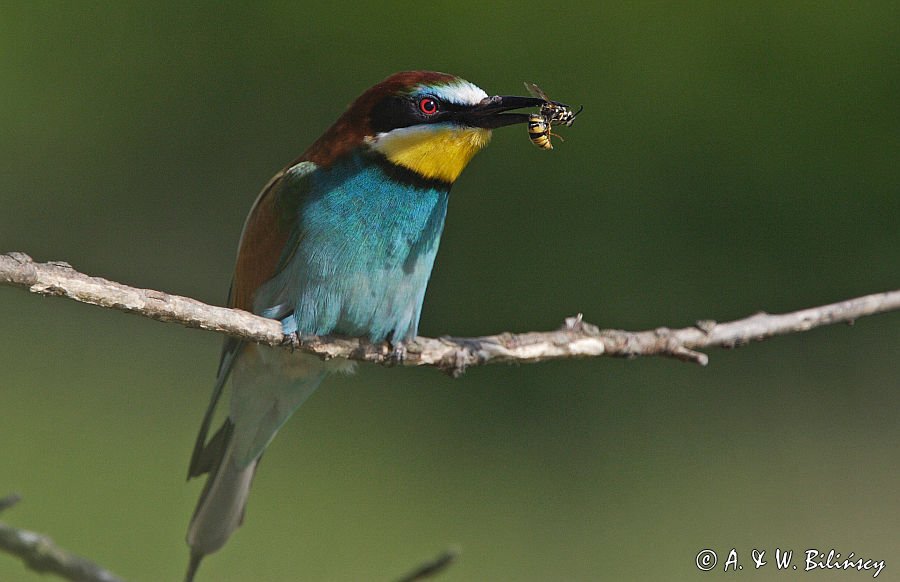 żołna Merops apiaster