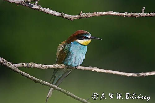 żołna Merops apiaster