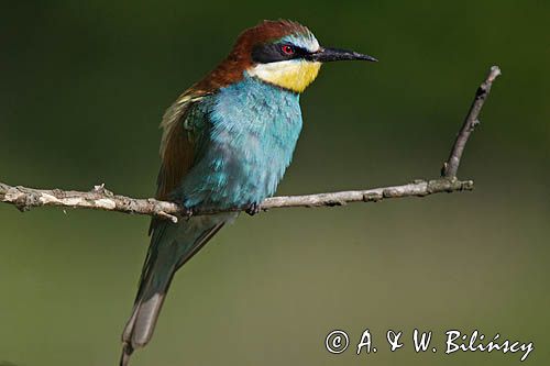 żołna Merops apiaster