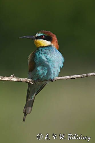 żołna Merops apiaster