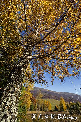 Widok na Caryńską spod Rawek, Bieszczady