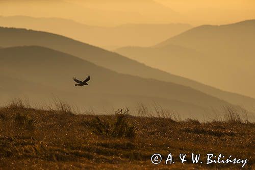 Kruk nad Wielką Rawkąi, Bieszczady