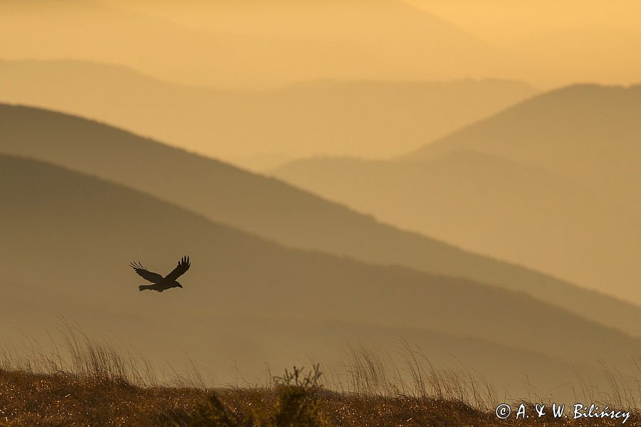 Kruk nad Wielką Rawką, Bieszczady