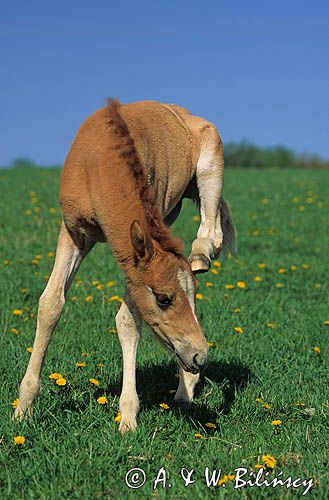 źrebak