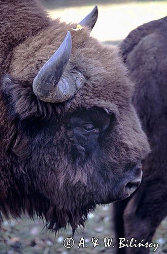 żubr samiec bison bonasus