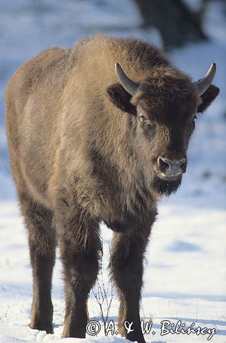 młody żubr bison bonasus