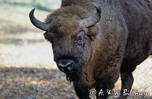 żubr bison bonasus