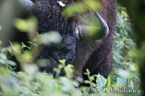 żubr, Bison bonasus, Bieszczady