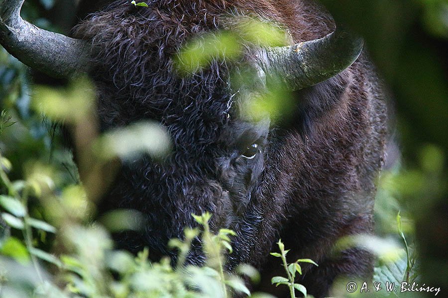 żubr, Bison bonasus, Bieszczady