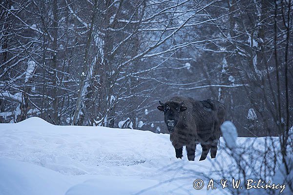 Żubr, Bison bonasus, Bieszczady