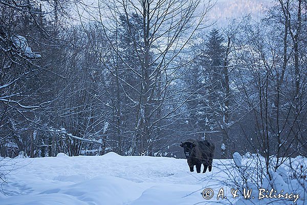 Żubr, Bison bonasus, Bieszczady