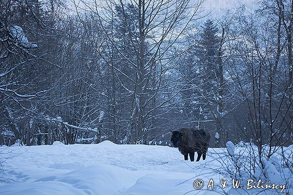 Żubr, Bison bonasus, Bieszczady