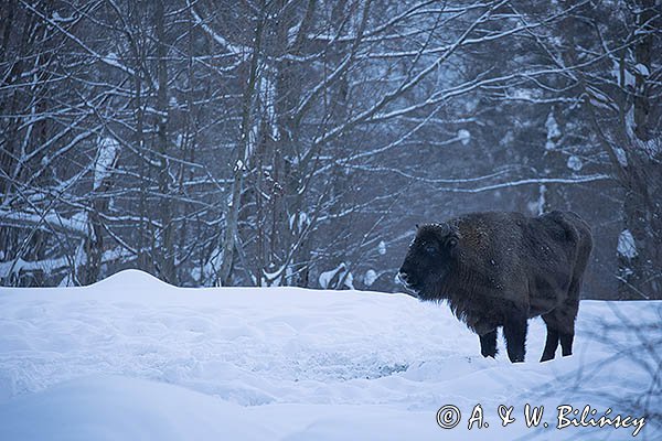 Żubr, Bison bonasus, Bieszczady