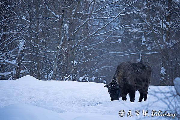 Żubr, Bison bonasus, Bieszczady