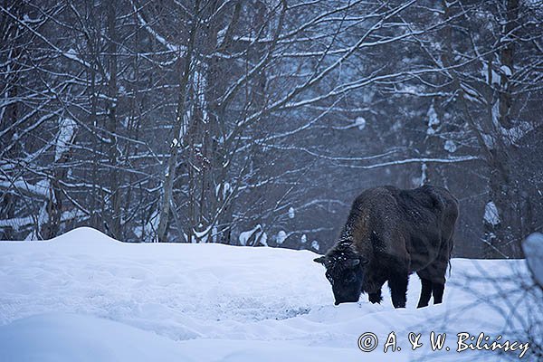 Żubr, Bison bonasus, Bieszczady