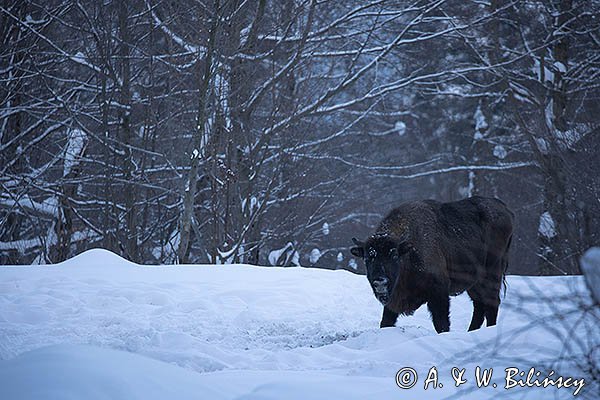 Żubr, Bison bonasus, Bieszczady