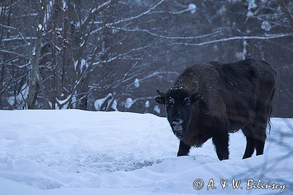 Żubr, Bison bonasus, Bieszczady