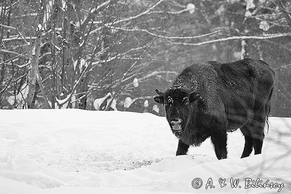 Żubr, Bison bonasus, Bieszczady