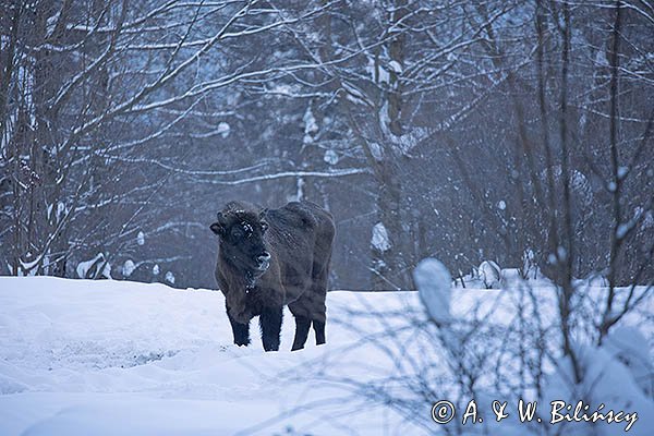 Żubr, Bison bonasus, Bieszczady