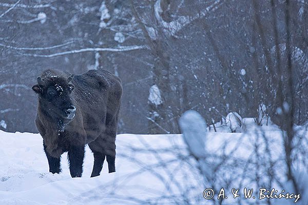 Żubr, Bison bonasus, Bieszczady