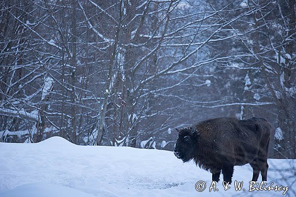 Żubr, Bison bonasus, Bieszczady