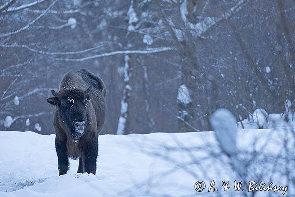 Żubr, Bison bonasus, Bieszczady