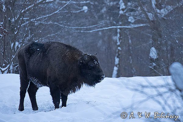 Żubr, Bison bonasus, Bieszczady