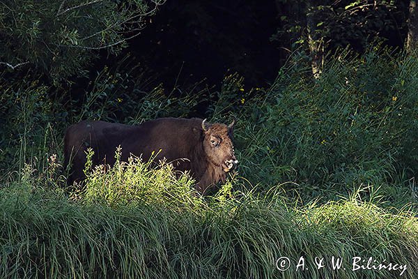 Żubr, Bison bonasus, Bieszczady