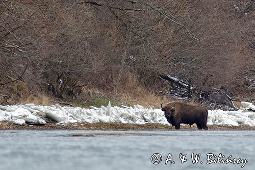 żubr, Bison bonasus, Bieszczady