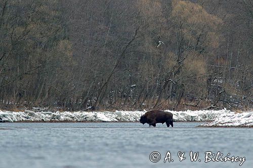 żubr, Bison bonasus, Bieszczady